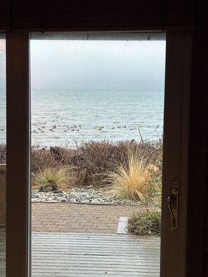 Breakfast with ducks