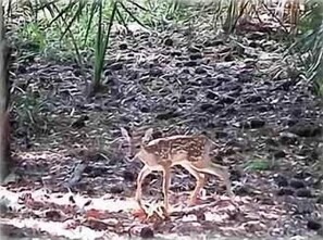 Deer in the front yard