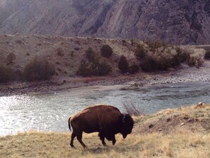 One of the many big bull buffalo roaming around
