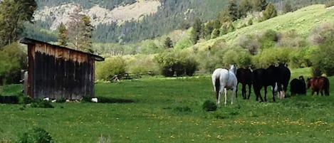 One of the meadows by creek cabin...yellowstone park mountains in background