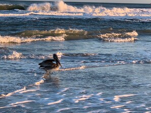 North End Beach is 1.5 mile walk on the beach to views of masonbqoro island.