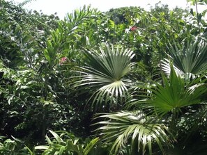 palms by the pool