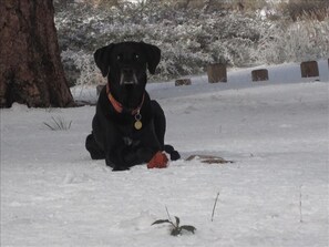Pet-friendly