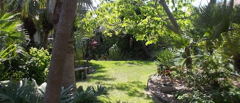 Tropical garden @ Jibberville