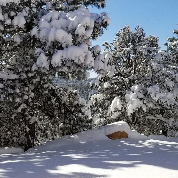 Front Yard in Dec. Shows part of the driveway, covered!
