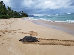 Papailoa Private beach 🌊☀️🌼🐢