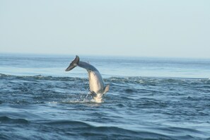 LBI dolphin