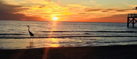 Unbelievable Florida sunset right in front of Condo, Great Fishing!