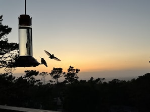 Hummingbirds!