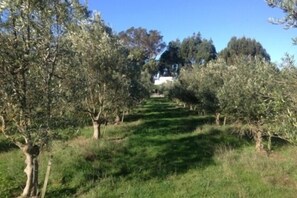 Olive Grove 