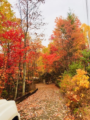 Driveway in Fall