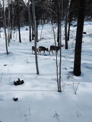 Deer are frequently seen all times of the year in and around our home.