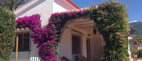 Bougainvillea in Bloom