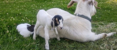 Baby farm animals abound at Family Farm B&B!