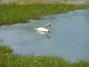 Swans, egrets, and other birds are seen daily from the backyard in the cove.
