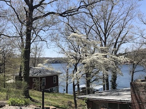 Beautiful dogwood trees in the Spring