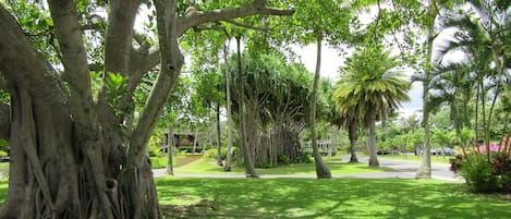 Beautiful tropical trees and foliage upon driving into Kuilima Estates West 