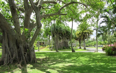 Beautiful tropical trees and foliage upon driving into Kuilima Estates West