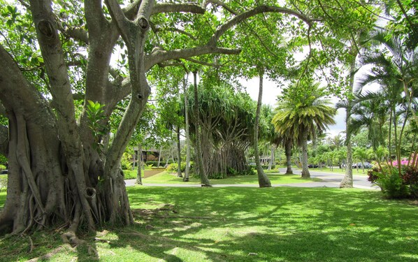 Beautiful tropical trees and foliage upon driving into Kuilima Estates West 