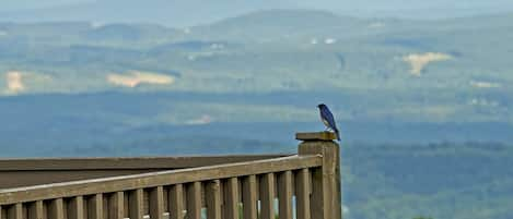 Our favorite blue bird enjoying the view on the end of the deck.