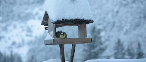 Les oiseaux apprécient un peu de nourriture sur la terrasse