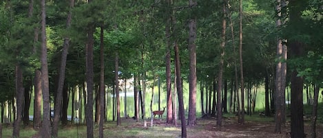 You can see deer roam the secluded 3-acre property from the porch, deck and dock