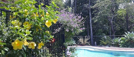 Pool and adjacent Rainforrest