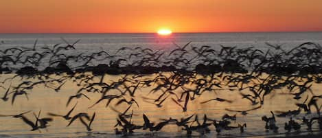 Sunset at Crystal River Beach