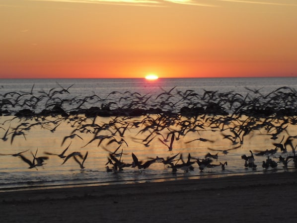 Strand