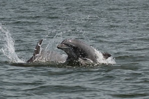 Good chance to see dolphins while kayaking!