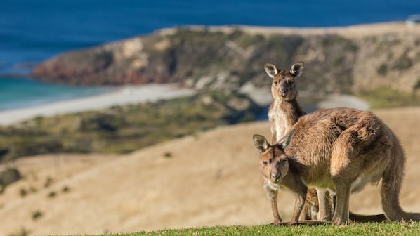 our welcoming kangaroos