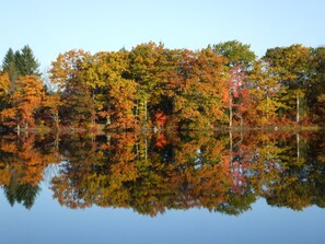 Fall Foliage