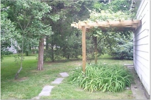 Grapevine behind the cottage