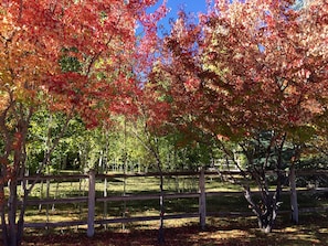The aspen grove in fall.