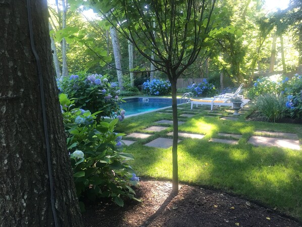Hydrangea Heaven
Golden hour