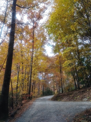 Road leading to the cottage