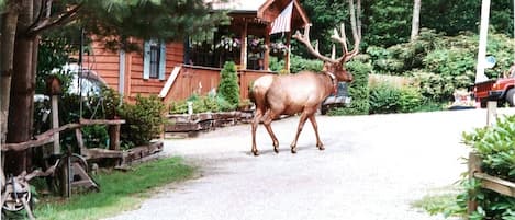 Overnatningsstedets område