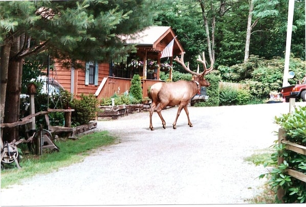 Bullwinkle coming for a visit