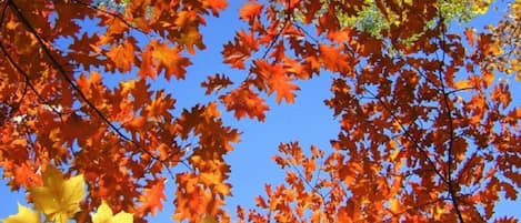 Fall Foliage - ADKs Peak Late Sept.-3rd Wk. Oct. - Altitude & Latitude Dependent