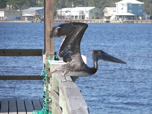 Wild life is abundant w/birds & great fishing