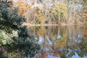 The pond in autumn