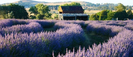 Jardines del alojamiento