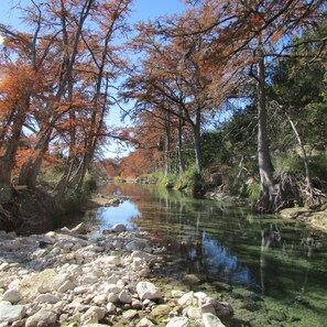 Changing of the Cypress Tree Leaves in Fall!