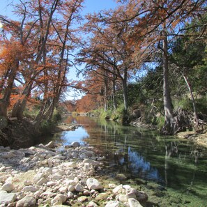 Changing of the Cypress Tree Leaves in Fall!