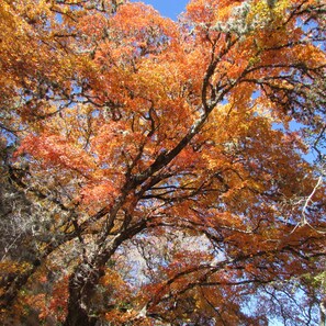 Maple Tree in Fall! 