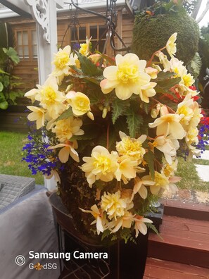 Hanging basket