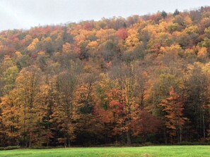 The view across the street in fall
