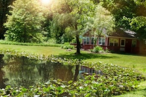 Lilly pads on the pond.