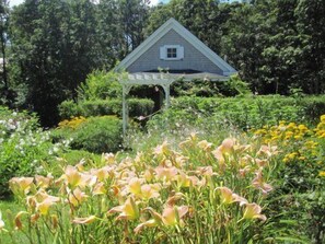 Day Lilies in July