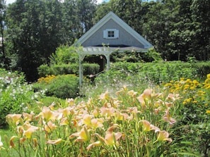 Day Lilies in July
